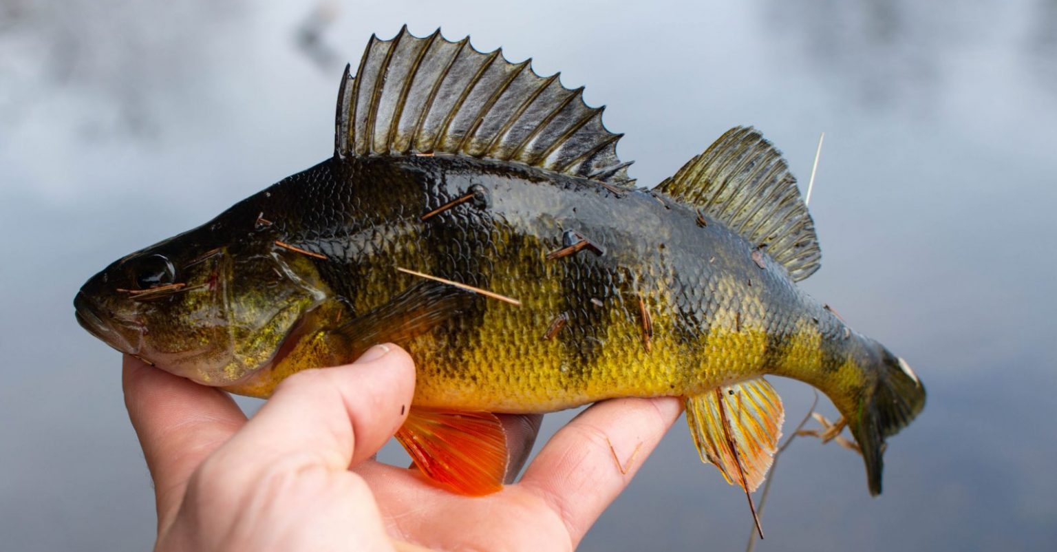 10 Yellow Perch Facts Superior Country