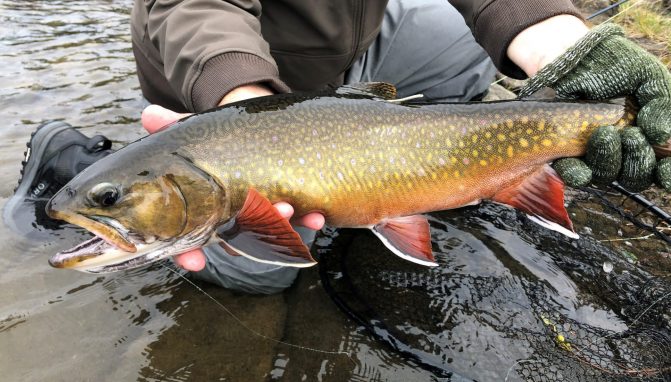 tagged brook trout