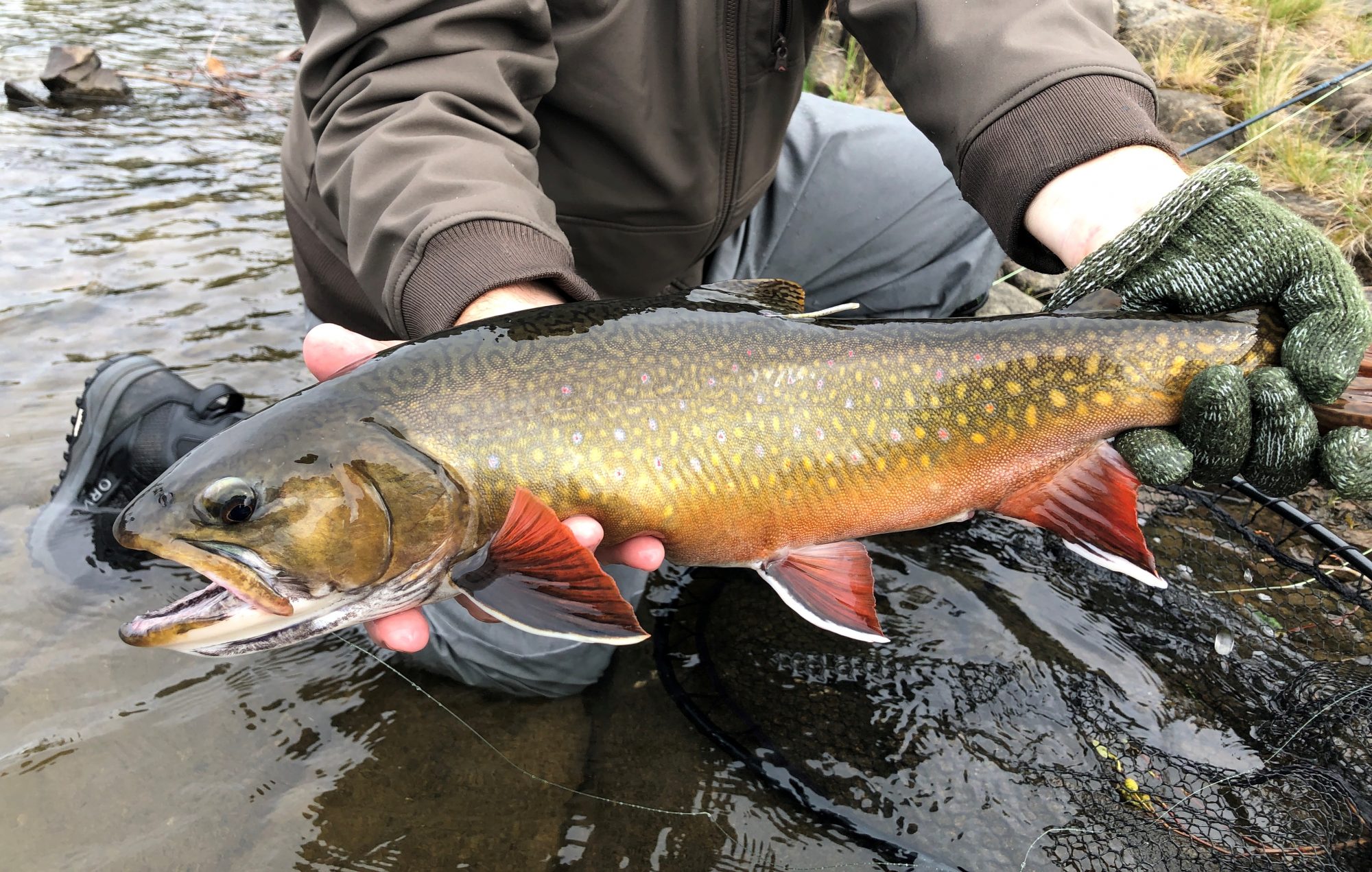 tagged brook trout