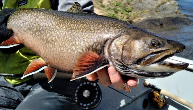 Fly Fishing for Brook Trout