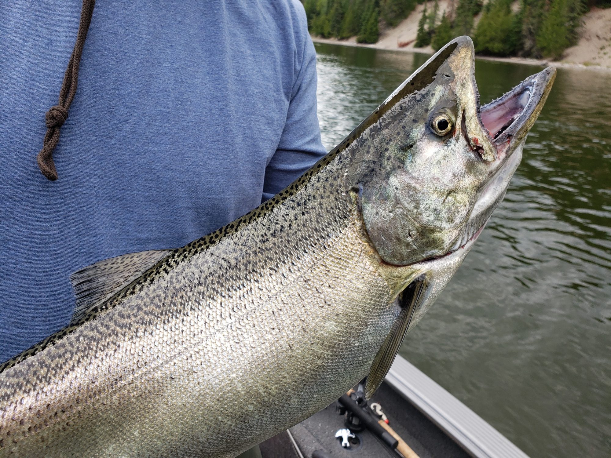 Lake Superior chinook salmon