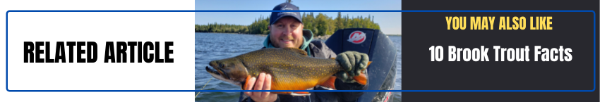 RELATED ARTICLE 10 Brook Trout Facts 10 Lake Trout Facts
