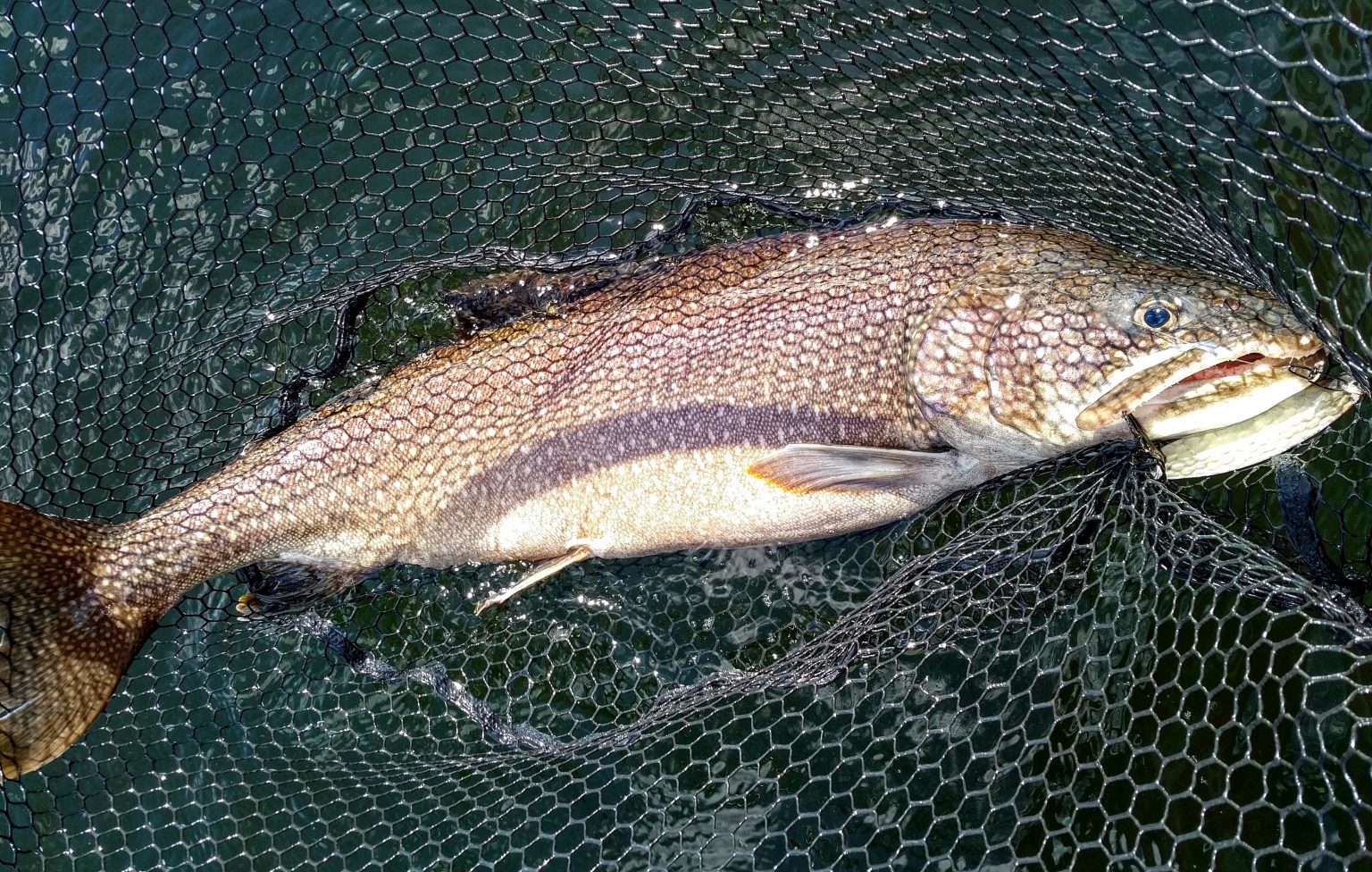 Top Five Lure Presentations for Lake Trout Superior Country